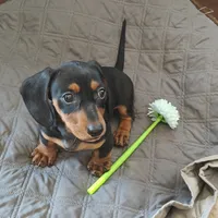 Bambi , a female Miniature Dachshund for sale in Redlands, CA – 2 of 3