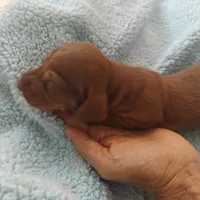 Charlie , a male Miniature Dachshund for sale in Redlands, CA – 1 of 4