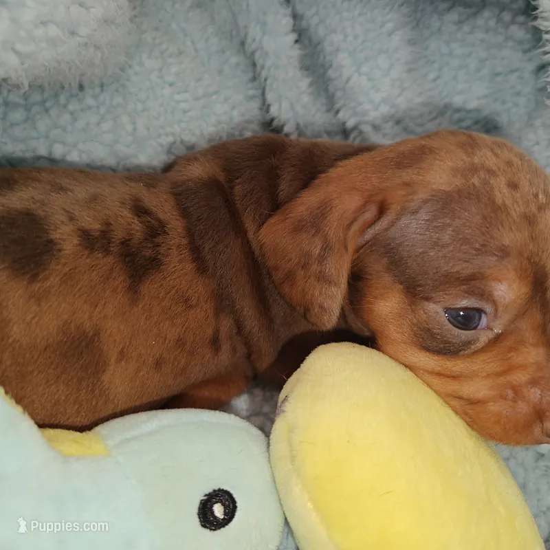 Princess  – Miniature Dachshund puppy for sale in Yucaipa (City of), CA