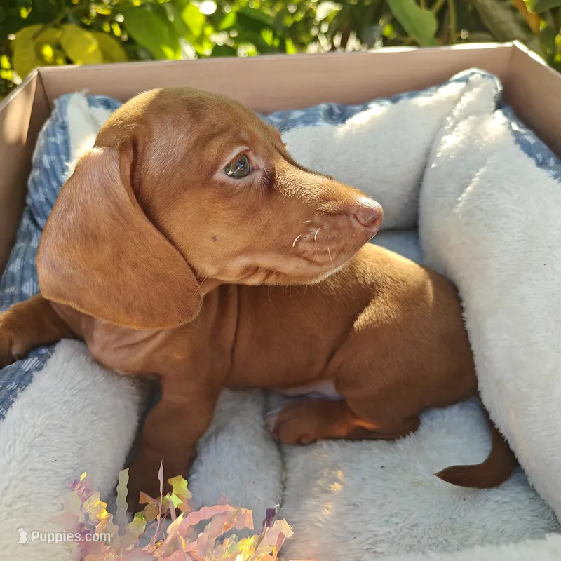 Charlie  Red dapple   – Miniature Dachshund puppy for sale in Yucaipa (City of), CA