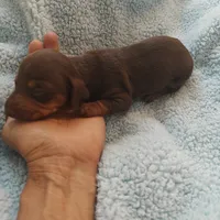 Isabella , a female Miniature Dachshund for sale in Redlands, CA – 4 of 5
