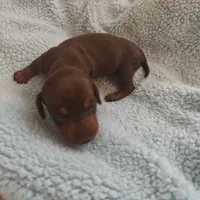 Isabella , a female Miniature Dachshund for sale in Redlands, CA – 3 of 5