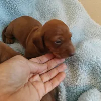 Penny , a female Miniature Dachshund for sale in Yucaipa (City of), CA – 5 of 5
