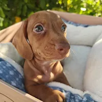 Charlie  Double red short hair , a male Miniature Dachshund for sale in Yucaipa (City of), CA – 2 of 7