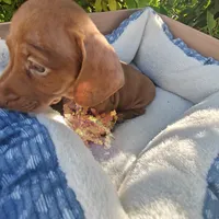 Penny  Red Dappled , a female Miniature Dachshund for sale in Yucaipa (City of), CA – 4 of 6