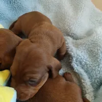 Penny , a female Miniature Dachshund for sale in Yucaipa (City of), CA – 3 of 5