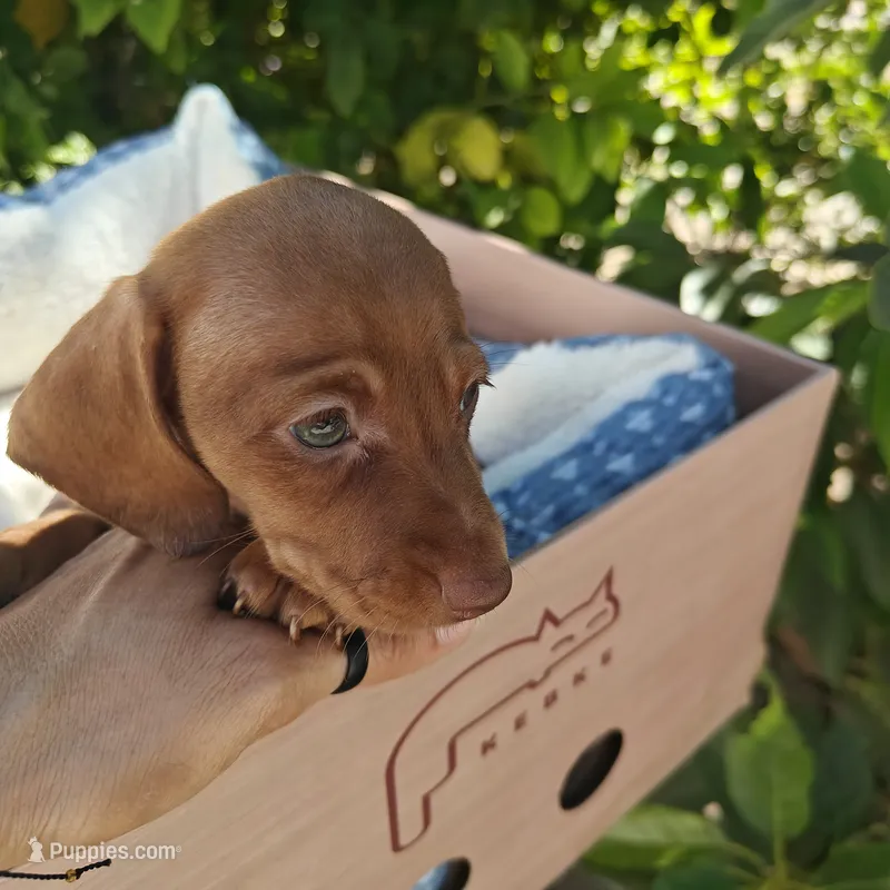 Penny  Red nose  – Miniature Dachshund puppy for sale in Yucaipa (City of), CA