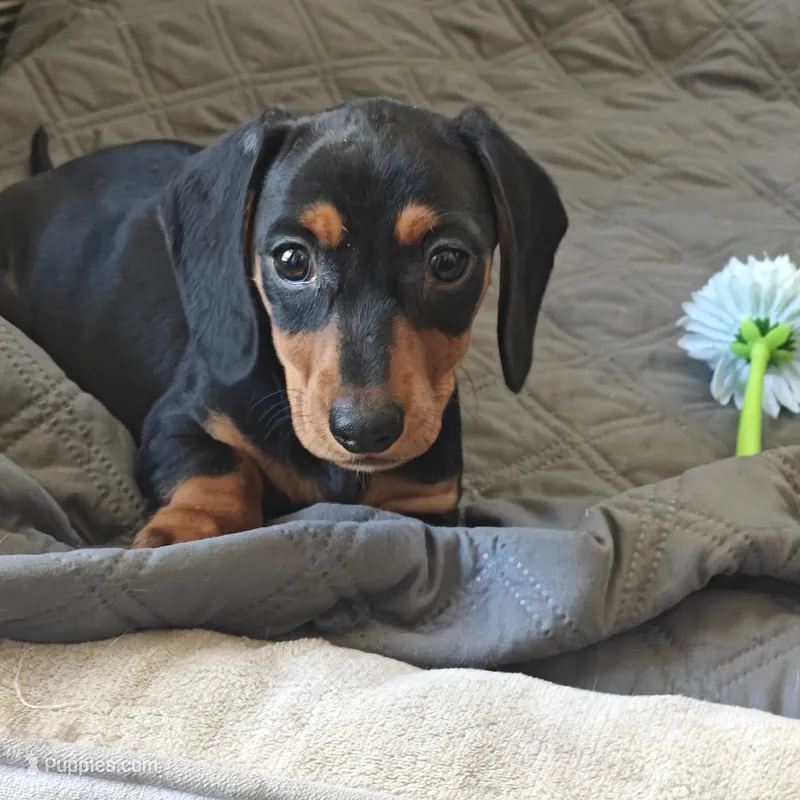 Bambi  – Miniature Dachshund puppy for sale in Redlands, CA