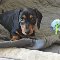 Bambi , a female Miniature Dachshund for sale in Redlands, CA – 1 of 3
