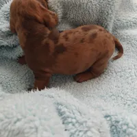 Princess , a female Miniature Dachshund for sale in Yucaipa (City of), CA – 6 of 9