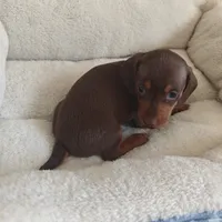 Molly Red & Tan, a female Miniature Dachshund for sale in Yucaipa (City of), CA – 3 of 3