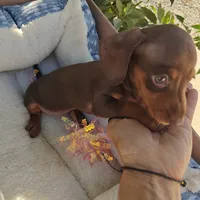 Heidi  Chocolate and tan miniature Dachshund girl , a female Miniature Dachshund for sale in Yucaipa (City of), CA – 3 of 7