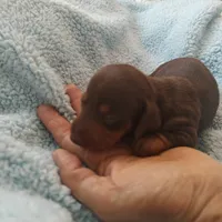 Isabella , a female Miniature Dachshund for sale in Redlands, CA – 5 of 5