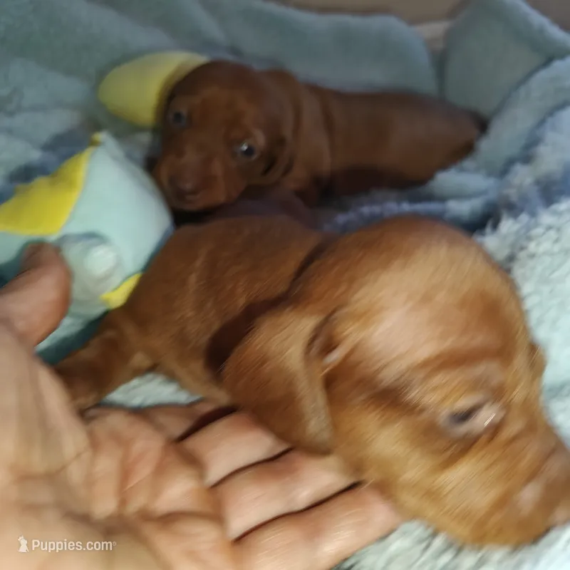 Honey  – Miniature Dachshund puppy for sale in Yucaipa (City of), CA