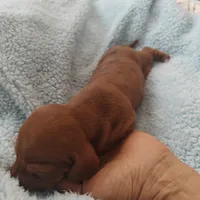 Charlie , a male Miniature Dachshund for sale in Redlands, CA – 2 of 4