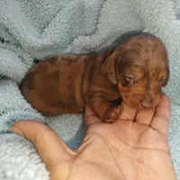 Princess , a female Miniature Dachshund for sale in Yucaipa (City of), CA – 7 of 9