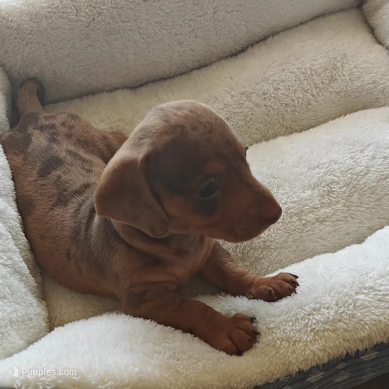 Princess  – Miniature Dachshund puppy for sale in Yucaipa (City of), CA