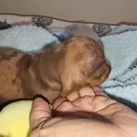 Princess , a female Miniature Dachshund for sale in Yucaipa (City of), CA – 3 of 9