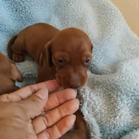 Penny , a female Miniature Dachshund for sale in Yucaipa (City of), CA – 4 of 5