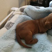 Honey , a female Miniature Dachshund for sale in Yucaipa (City of), CA – 3 of 3