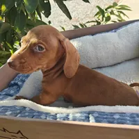 Charlie  Double red short hair , a male Miniature Dachshund for sale in Yucaipa (City of), CA – 4 of 7
