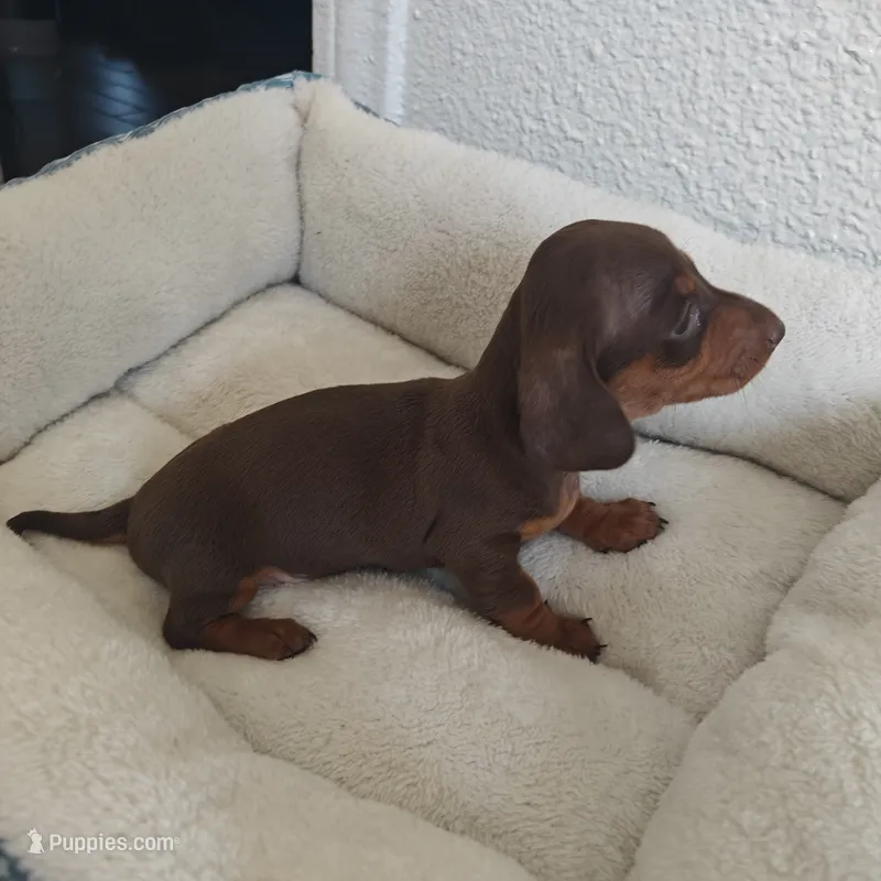 Molly Red & Tan – Miniature Dachshund puppy for sale in Yucaipa (City of), CA
