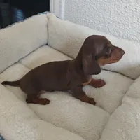 Molly Red & Tan, a female Miniature Dachshund for sale in Yucaipa (City of), CA – 1 of 3