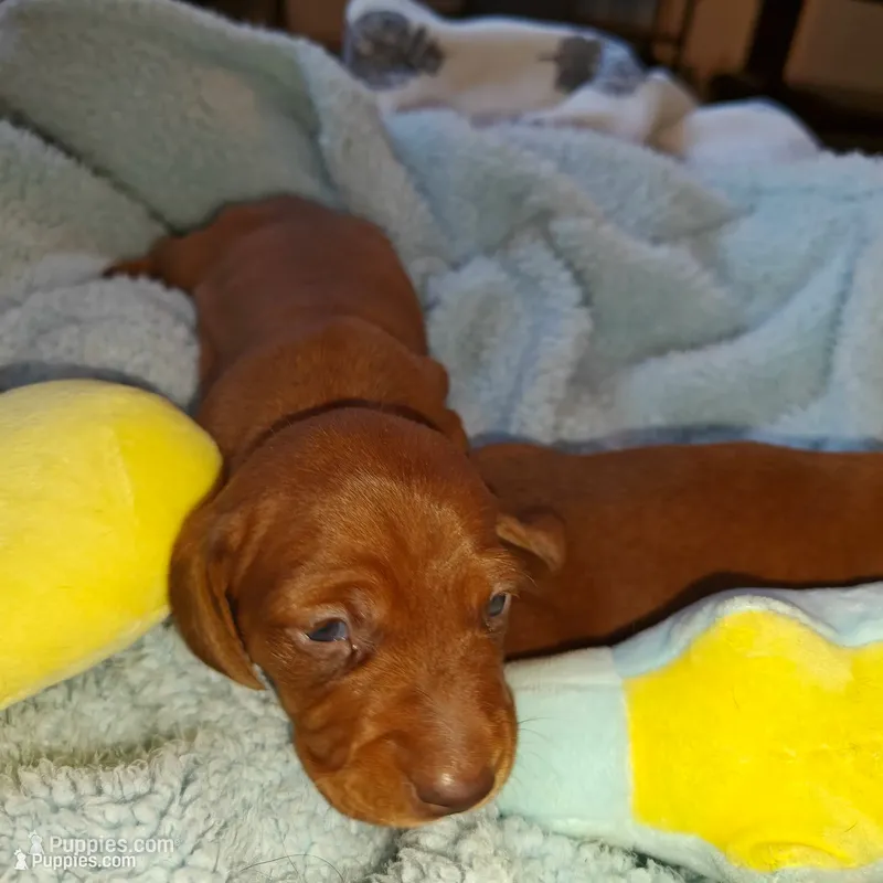 Honey Red nose  – Miniature Dachshund puppy for sale in Yucaipa (City of), CA