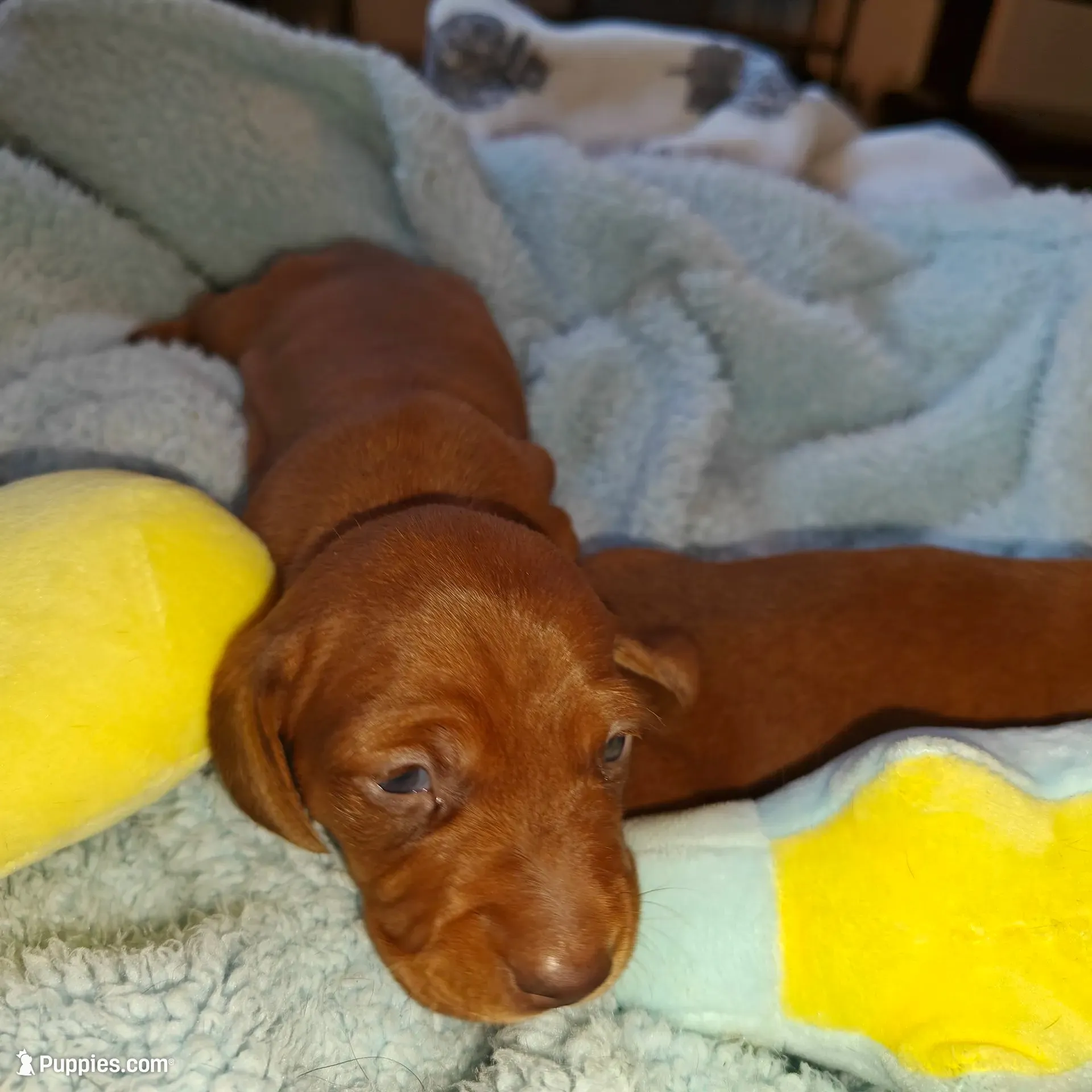 Honey Red nose , a female Miniature Dachshund for sale in Yucaipa (City of), CA – 1 of 3