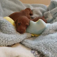 Penny , a female Miniature Dachshund for sale in Yucaipa (City of), CA – 1 of 5