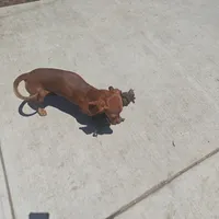 Rudolph , a male Miniature Dachshund for sale in Yucaipa (City of), CA – 2 of 2
