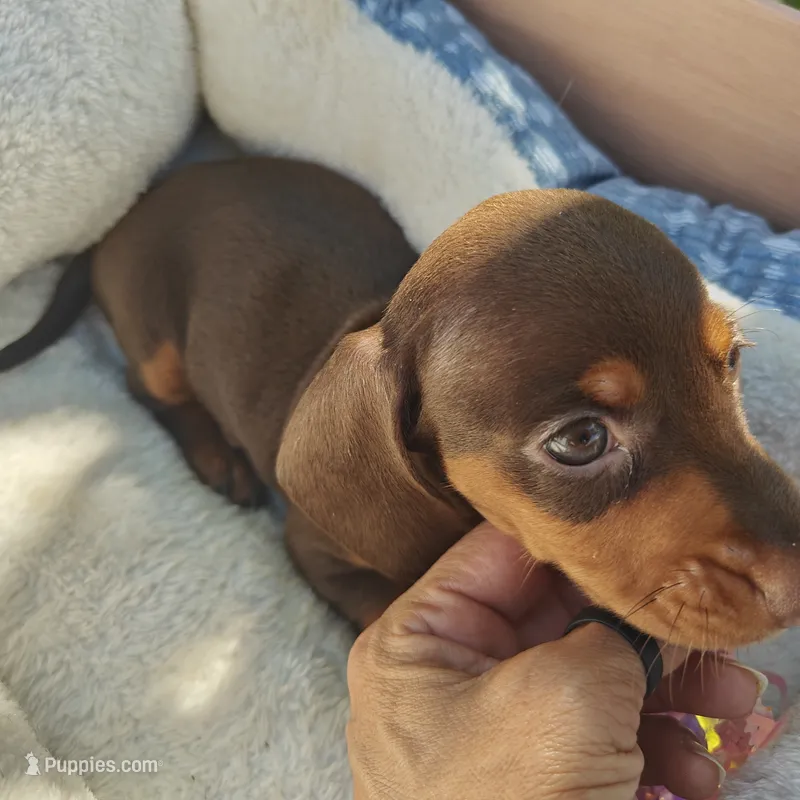 Molly Chocolate & Tan – Miniature Dachshund puppy for sale in Yucaipa (City of), CA