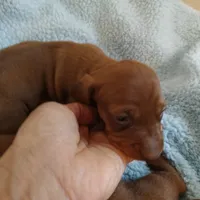 Penny , a female Miniature Dachshund for sale in Yucaipa (City of), CA – 2 of 5