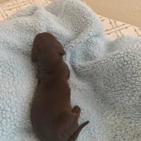 Isabella , a female Miniature Dachshund for sale in Redlands, CA – 2 of 5