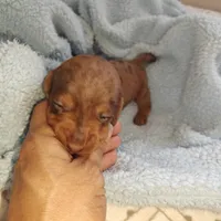 Princess , a female Miniature Dachshund for sale in Yucaipa (City of), CA – 5 of 9