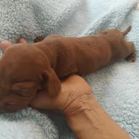 Charlie , a male Miniature Dachshund for sale in Redlands, CA – 3 of 4