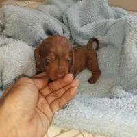 Princess , a female Miniature Dachshund for sale in Yucaipa (City of), CA – 8 of 9