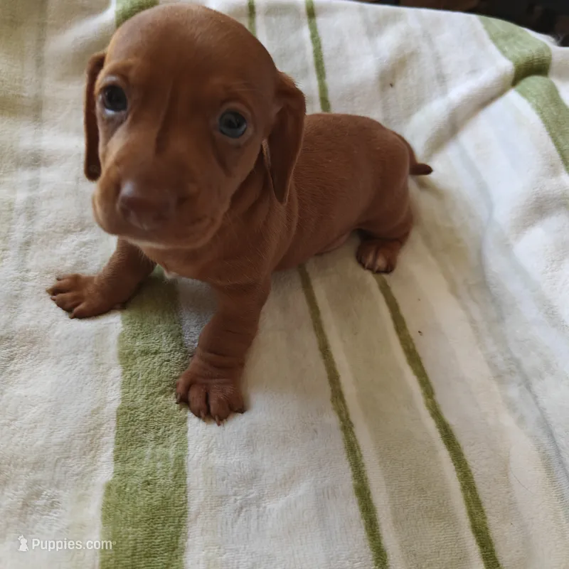 Honey Red nose  – Miniature Dachshund puppy for sale in Yucaipa (City of), CA