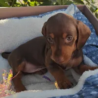 Heidi  Chocolate and tan miniature Dachshund girl , a female Miniature Dachshund for sale in Yucaipa (City of), CA – 2 of 7