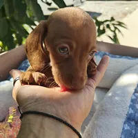 Penny  Red Dappled , a female Miniature Dachshund for sale in Yucaipa (City of), CA – 3 of 6