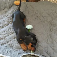 Bambi , a female Miniature Dachshund for sale in Redlands, CA – 3 of 3