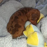 Princess , a female Miniature Dachshund for sale in Yucaipa (City of), CA – 9 of 9