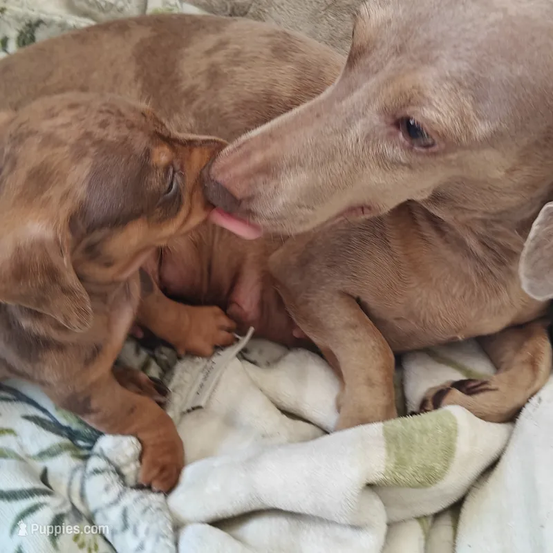 Princess  – Miniature Dachshund puppy for sale in Yucaipa (City of), CA