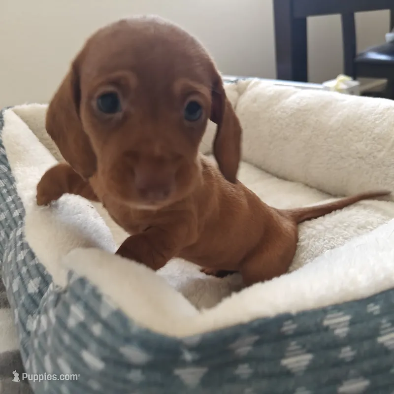 Penny  Red nose  – Miniature Dachshund puppy for sale in Yucaipa (City of), CA
