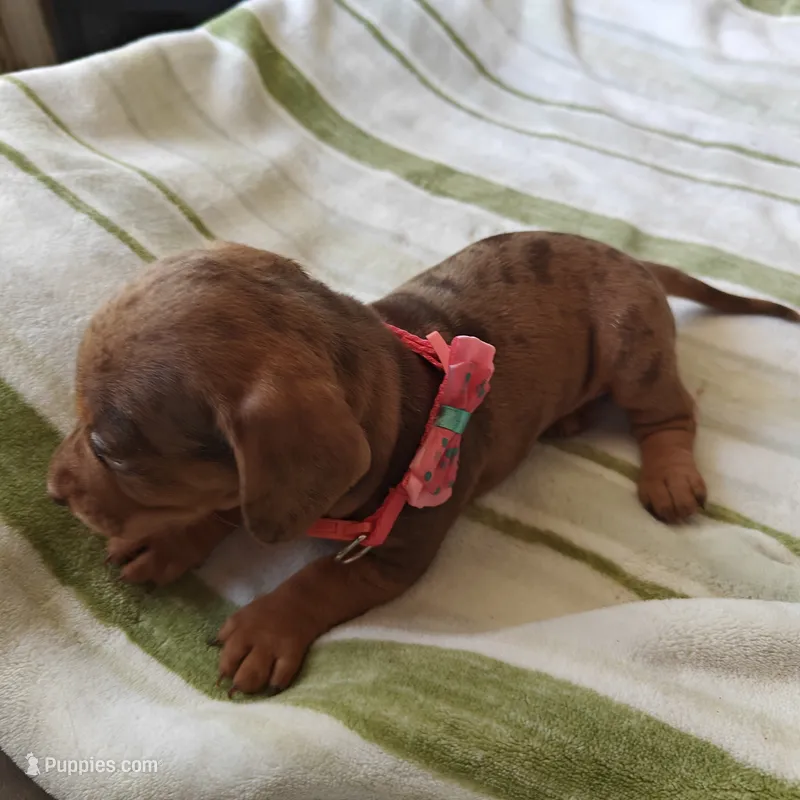 Princess  – Miniature Dachshund puppy for sale in Yucaipa (City of), CA