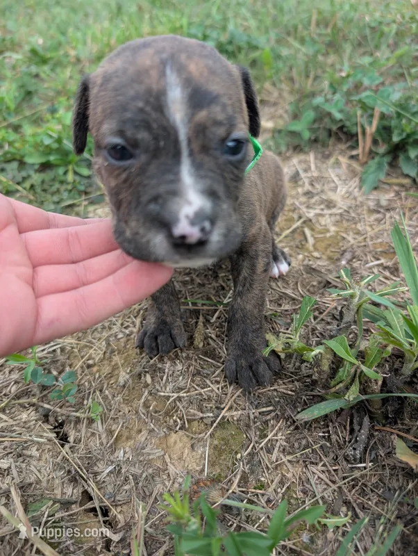 Green collar – American Pit Bull Terrier puppy for sale in Glencoe, KY