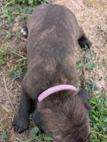 Light pink collar, a female American Pit Bull Terrier for sale in Glencoe, KY – 2 of 4