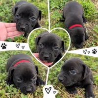 Red collar, a female American Pit Bull Terrier for sale in Glencoe, KY – 3 of 4
