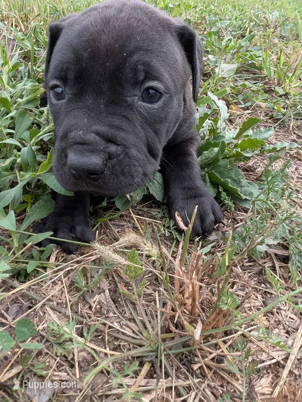 Purple collar – American Pit Bull Terrier puppy for sale in Glencoe, KY