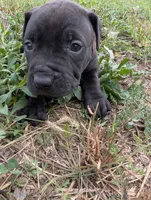Purple collar, a female American Pit Bull Terrier for sale in Glencoe, KY – 1 of 4
